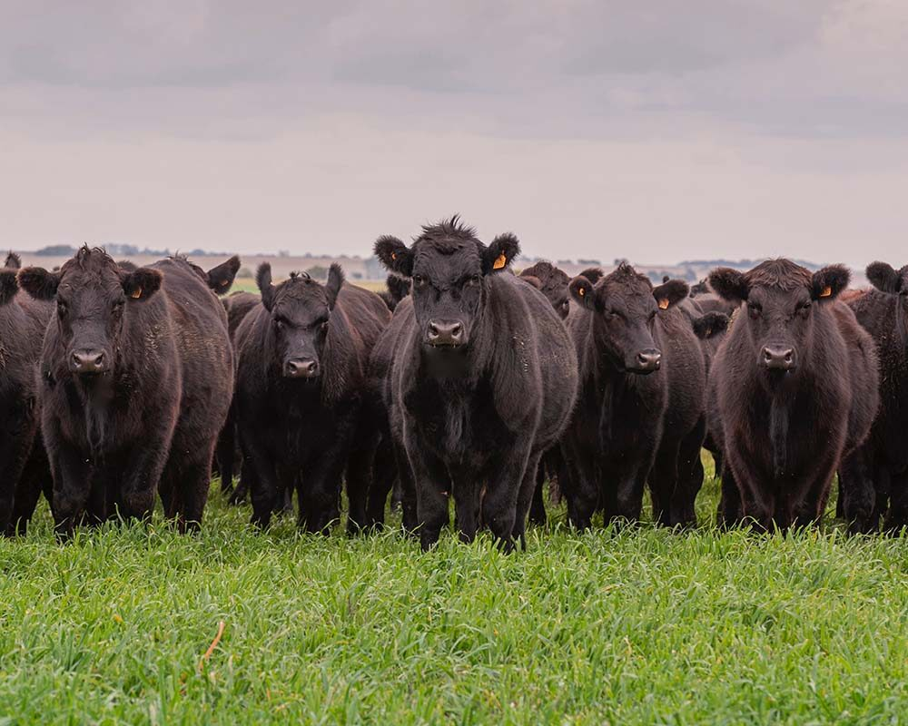 Grass-Fed Cattle