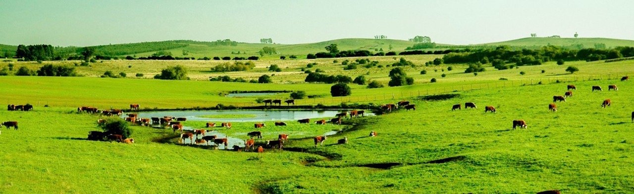 Grass-Fed Beef